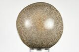 Polished Agatized Dinosaur (Gembone) Sphere - Morocco #198513-1